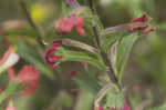 Entireleaf Indian paintbrush